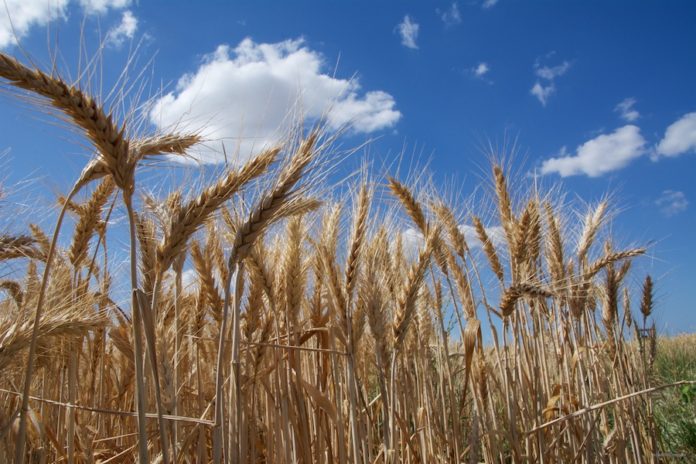 Campo trigo - Genoma del trigo
